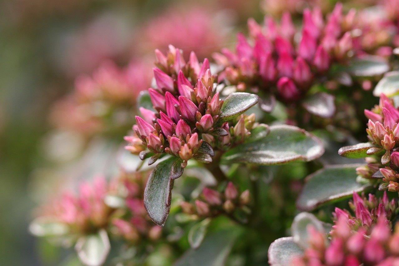 Green succulent kanna plant
